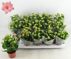 Kalanchoe Double Claraq2 9Ø 24cm