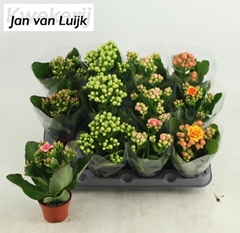 Kalanchoe Single Mix 5 Colours 6Ø 16cm