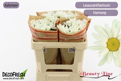 Leucanthemum Harmony 50cm