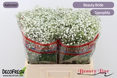 Gypsophila Paniculata Beauty Bride 60cm 20gr.