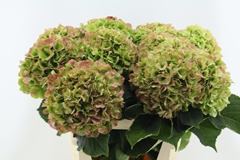 Hydrangea White Verena Classic 80cm 20-22cm Hd