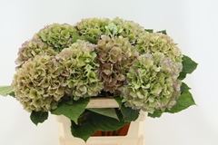 Hydrangea White Verena Classic 60cm 18-20cm Hd