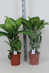 Dieffenbachia Tropic Jewel 24Ø 95cm