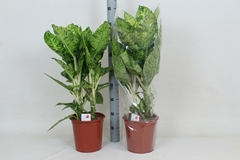 Dieffenbachia Cool Tigris 24Ø 90cm