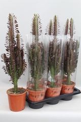 Euphorbia Trigona Rubra 17Ø 80cm