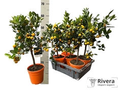 Citrus Limon 17Ø 55cm
