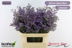 Limonium Safora Classic Blue 90cm 70gr.