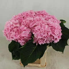 Hydrangea Verena 60cm 17-19cm Hd
