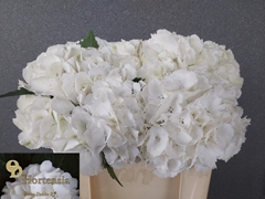 Hydrangea Schneeball 50cm 13-15cm Hd