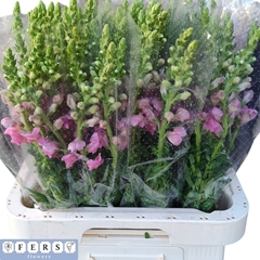 Antirrhinum Potomac Pink 75cm