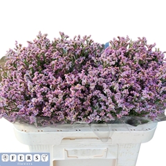 Limonium Sinense Anouchka Diamond 60cm 30gr.