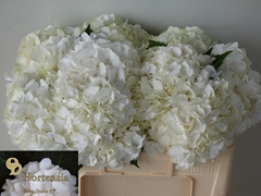 Hydrangea White Verena 50cm 12-14cm Hd