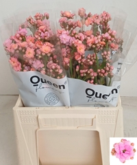 Kalanchoe Taffy Pink Meadow 40cm