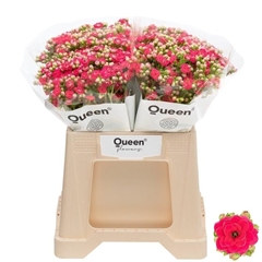 Kalanchoe Sensual Pink Meadow 40cm