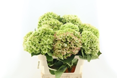 Hydrangea Royal Princess 60cm 16-18cm Hd