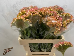 Celosia Bar Bossa 56cm