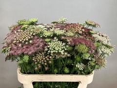 Daucus Carota Dara 80cm