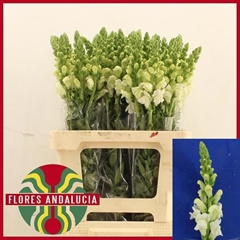 Antirrhinum Potomac Early White 65cm