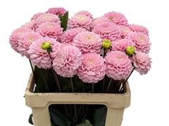 Dahlia Wizard Of Oz 60cm