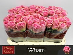 Rosa Wham 60cm