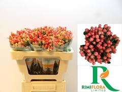Hypericum Magical Royal Princess 50cm