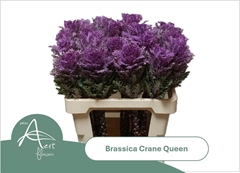Brassica Crane Queen 60cm