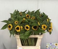 Helianthus Sunrich Orange 80cm 14cm Hd