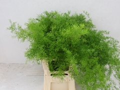 Asparagus Densiflorus Sprengeri 70cm