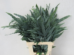 Cyrtomium Fortunei 65cm