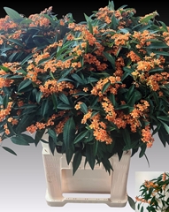 Euphorbia Fulgens Spray Sunstream 80cm 15cm Hd