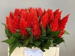 Celosia Century Fire 60cm