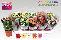 Kalanchoe Double Mix 12Ø 26cm