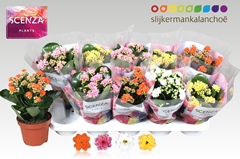 Kalanchoe Double Mix 12Ø 21cm