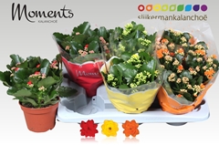 Kalanchoe Double Mix 15Ø 26cm