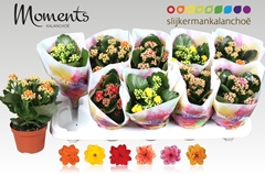 Kalanchoe Double Mix 10Ø 20cm