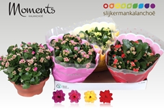 Kalanchoe Double Mix 23Ø 25cm