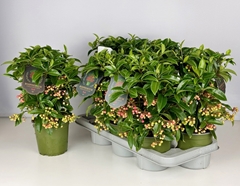 Ardisia Crenata Premium 14Ø 40cm