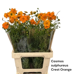 Cosmos Crest Orange 70cm