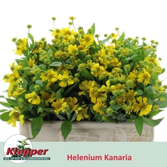 Helenium Kanaria 50cm