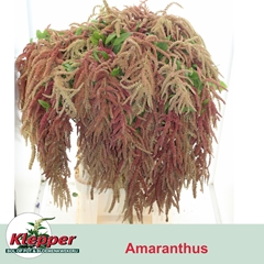 Amaranthus Caudatus Coral Fountain 90cm