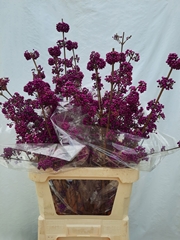 Callicarpa Bodinieri Profusion 90cm
