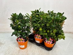 Citrus Microcarpa 14Ø 40cm
