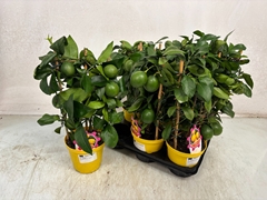 Citrus Limon 14Ø 40cm