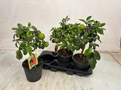 Citrus Limetta 17Ø 55cm