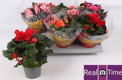 Begonia Double Mix 13Ø 30cm