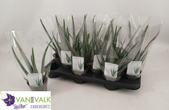 Aloe Vera 10Ø 35cm