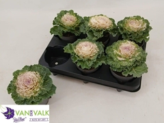 Brassica Oleracea 10Ø 15cm