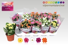 Kalanchoe Double Mix 12Ø 26cm