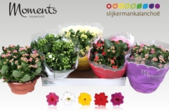 Kalanchoe Double Mix 23Ø 25cm