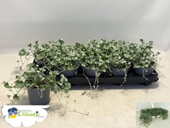 Dichondra Silver Falls 12Ø 20cm